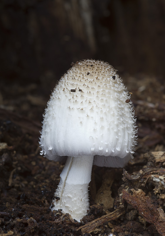 Coprinopsis spelaiophila